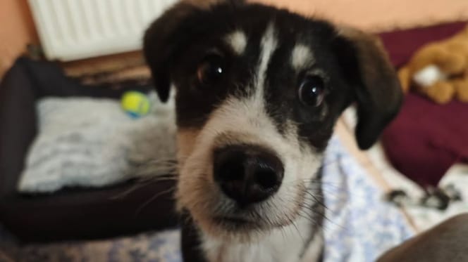 Der online gekaufte Welpe