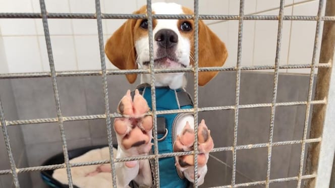 Szczeniak w typie beagle, który został zwrócony do schroniska