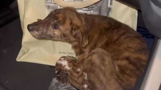 Il cucciolo Diesel