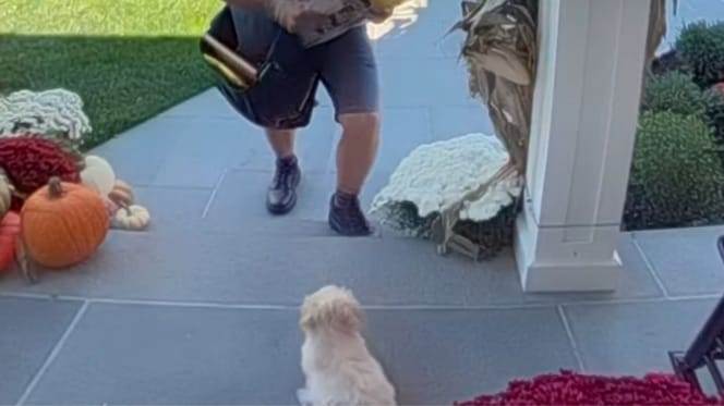 The puppy and the postman