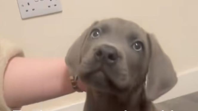 Le chiot Nico