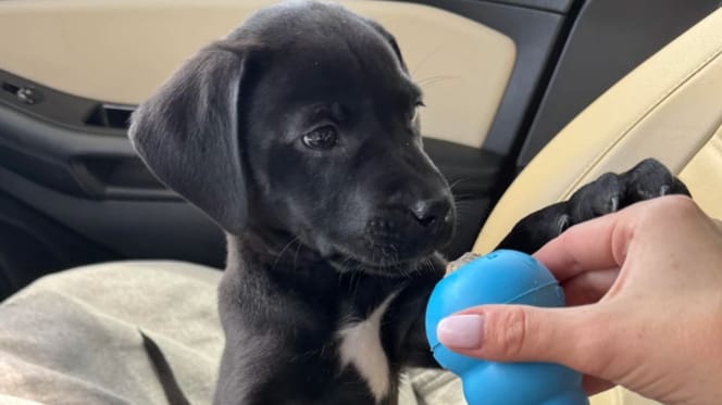 Le chiot Ruby