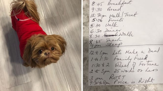 El abuelo hizo una agenda para el perro