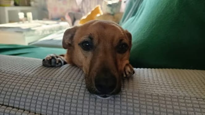 lennon-perro-adopcion