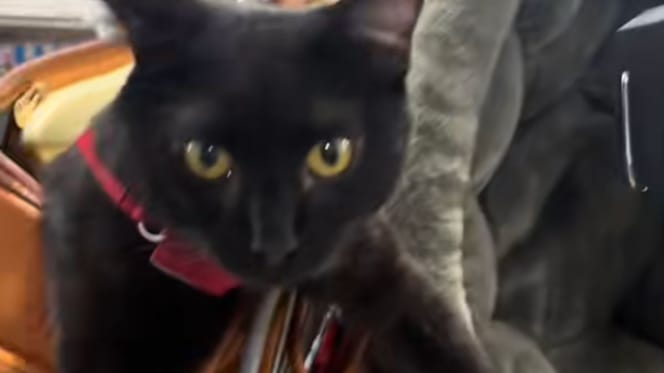 Leo le chat