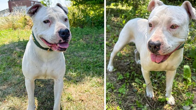 Léone, chienne Dogue Argentin à adopter
