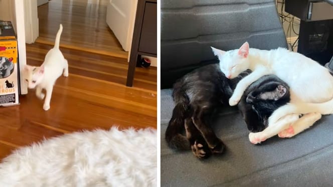 Les chatons du refuge