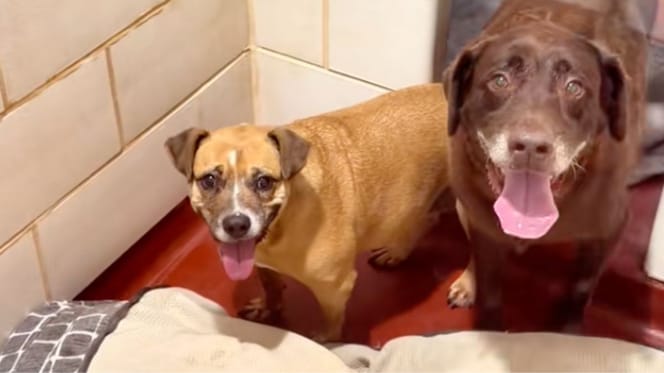 Nikki and Philly the dogs
