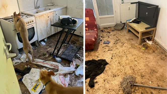 Les chiens dans l'environnement insalubre
