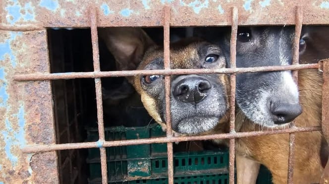 Les chiens enfermés