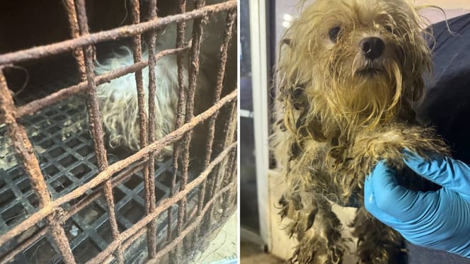 Les chiens lors du sauvetage