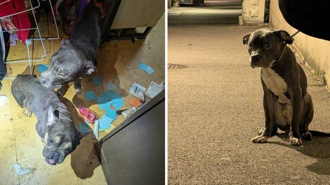 Les chiens maltraités