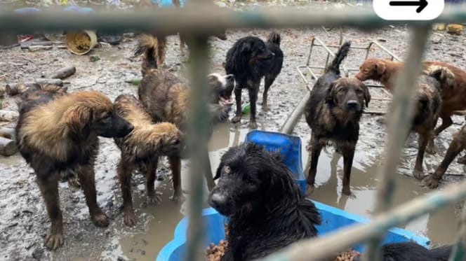 Les chiens maltraités à Chooz