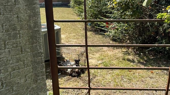 Les chiots découverts dans une minuscule cage à Athens, au Texas, ont été pris en charge par Athens Animal Services.