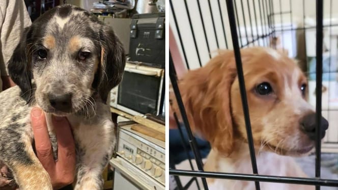 Les chiots qui ont été sauvés