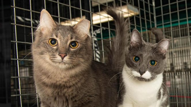 Les deux frères chats