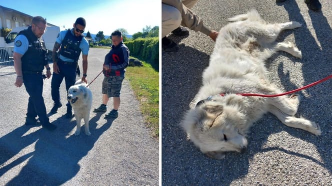Les gendarmes procèdent à la saisie d'un chien