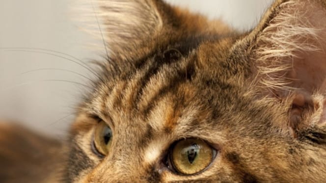 Les yeux d'un Maine Coon brown tabby
