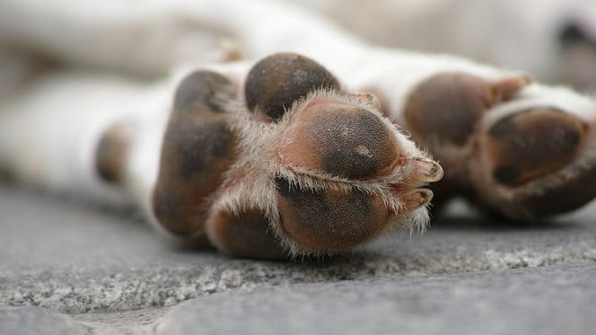 let goed op verbrande voetkussentjes bij honden tijdens de hitte