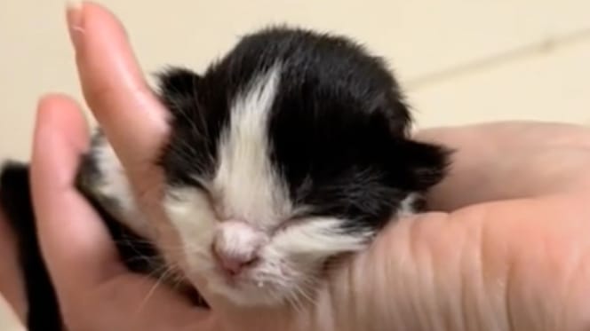 Levi le chaton