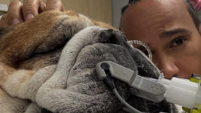 Lewis Hamilton with his Bulldog in vet hospital