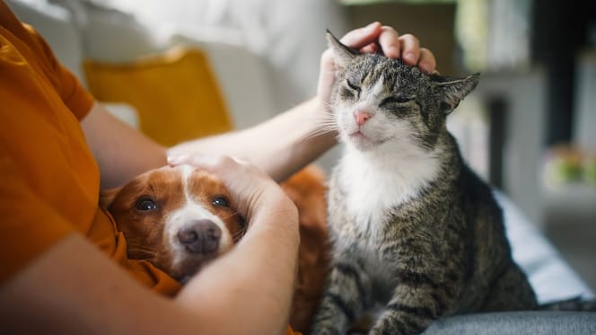 ley-europea-microchip-obligatorio-perros-gatos