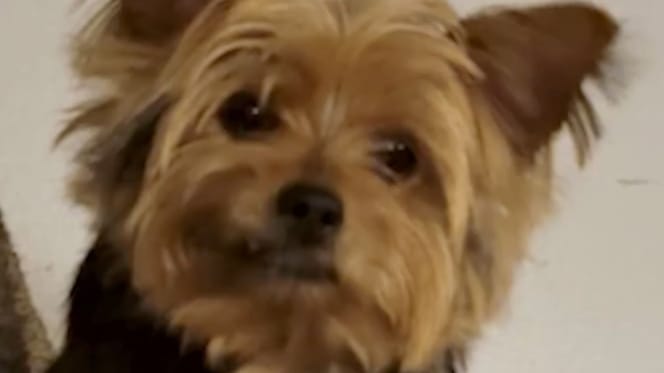 Lilly la cagnolina