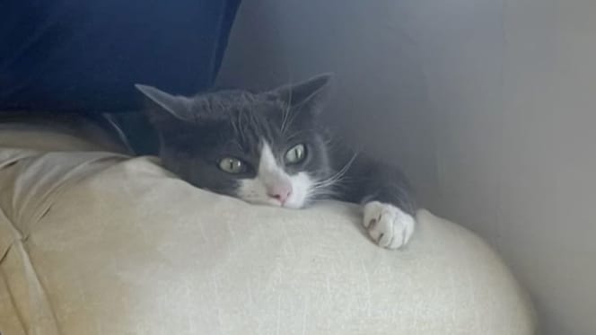 Lily la gattina