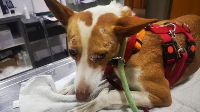 lita-perra-atropellada-en-adopcion