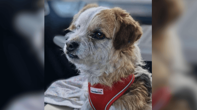 Little brown and white crossbreed for adoption