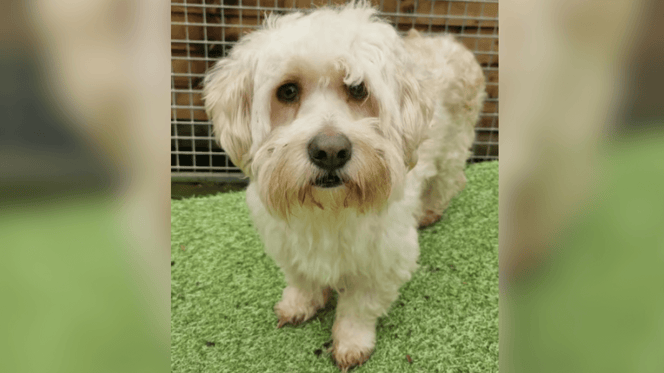 Little white rescue dog for adoption in the UK