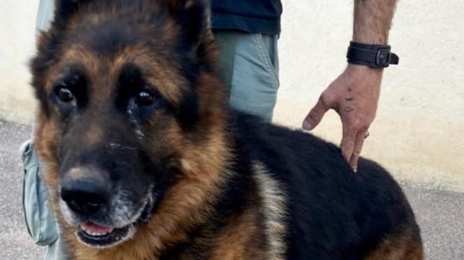 Looky, chien Berger Allemand