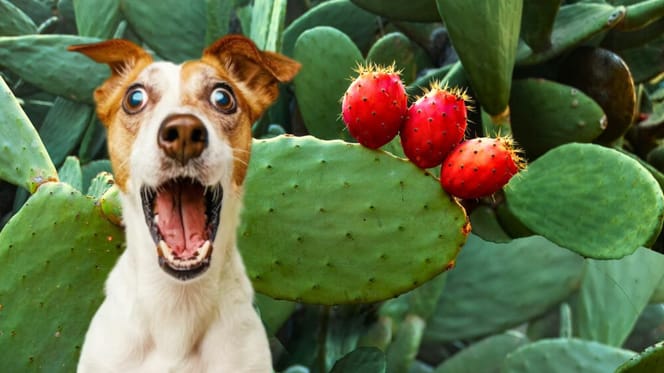 ¿Los perros pueden comer higos chumbos?