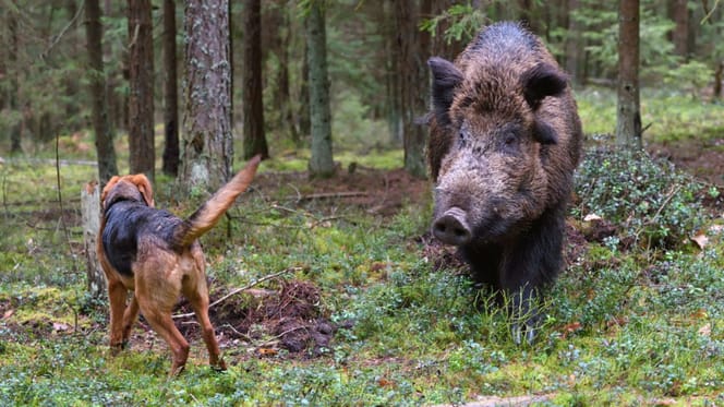 los perros se contagian de la peste porcina
