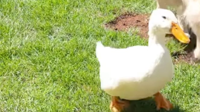Ente Louie