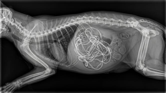 Louie, the cat who hid an astonishing collection of hair bands in his stomach.