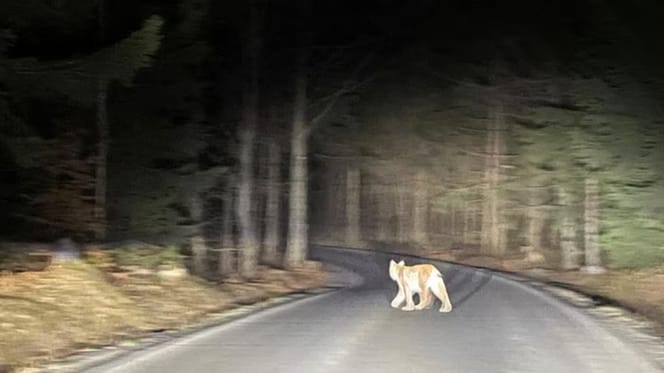 Luchs auf einer Straße im Wald