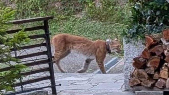 Luchs läuft an der Terrasse vorbei