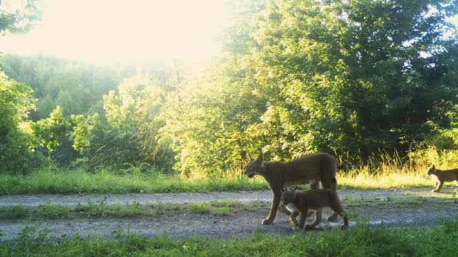 Luchsfamilie im Harz gesichtet