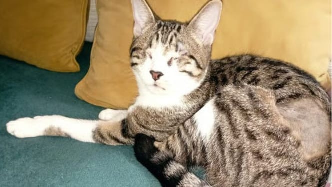 lucia-gata-ciega-en-adopcion