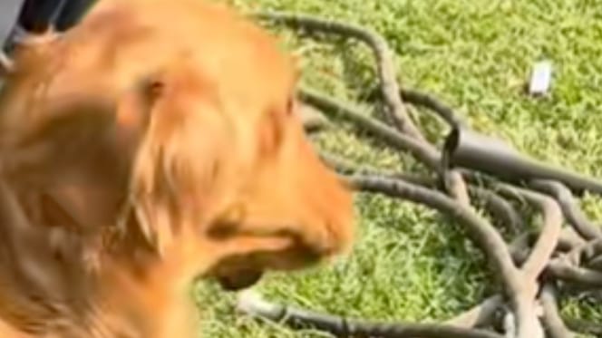 Lucky le Golden Retriever