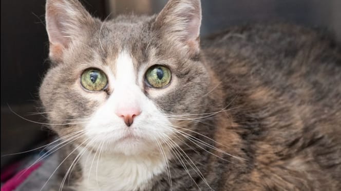 Lucy, gatta abbandonata