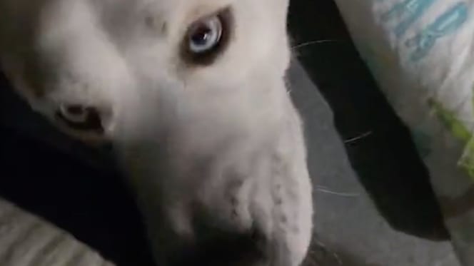 Hond Ludo