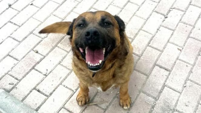 luiso-perro-en-adopcion-en-mazarron
