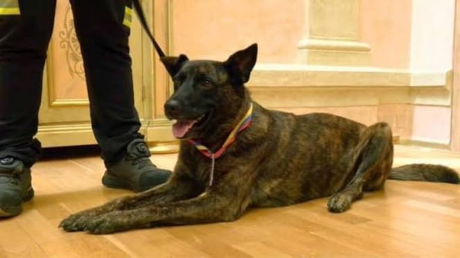 luka-perra-rescate-badajoz-venezuela