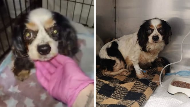 Lukrecja - cavalier king charles spaniel z hodowli