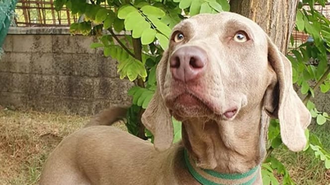 luna-braco-aleman-en-adopcion