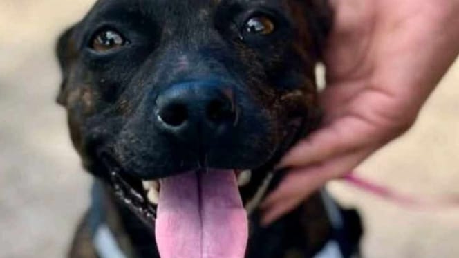 Luna, chienne à adopter