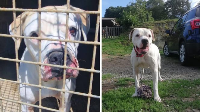 Lypsia, chienne Bouledogue Américain à adopter