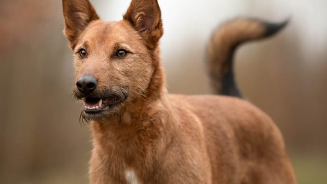 Maceo zoekt een nieuwe baas. Adopteer jij hem?